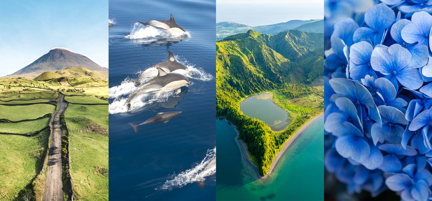 Pico | Dolfins | Lagoa do Fogo | Hydrangeas