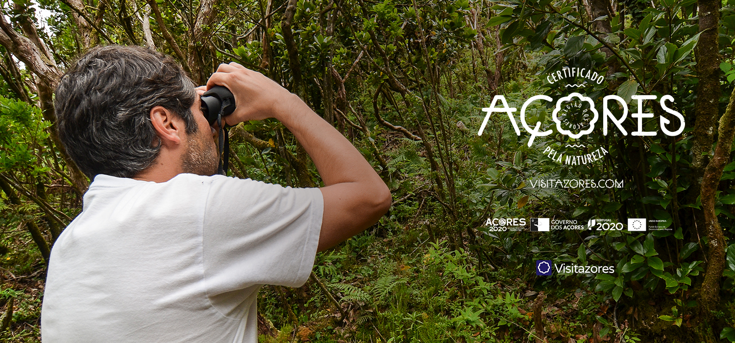 Observação de aves